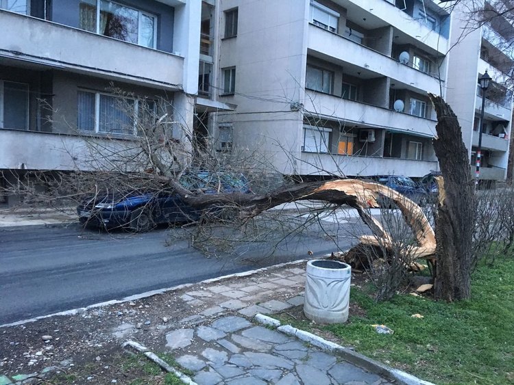 Опасно: Вятърът кърши дървета в Асеновград