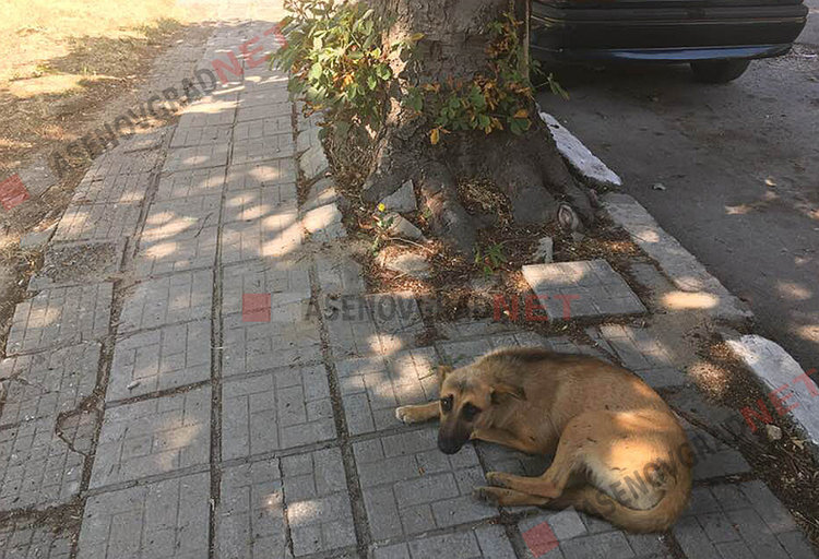 Промениха общинската Наредба за бездомните кучета