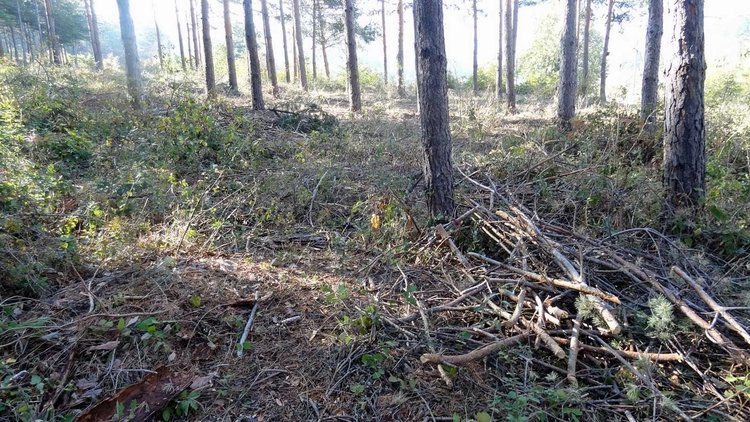Скрит под клони в гората труп на мъж откриха край Смолян