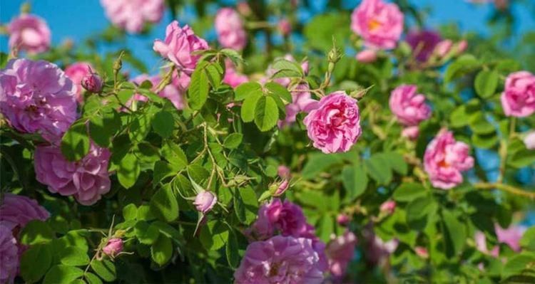Протестиращи производители унищожиха полета с маслодайна роза