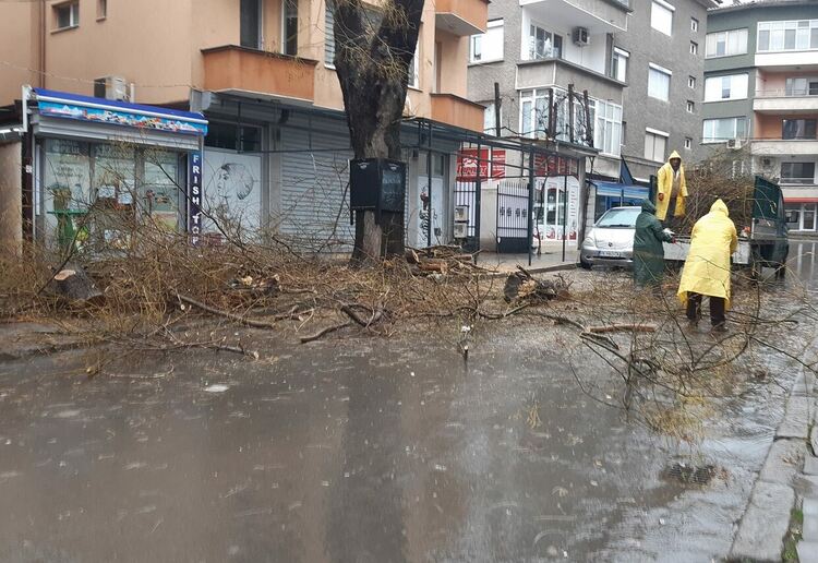 Започва кастрене на дървета по бул. "България"