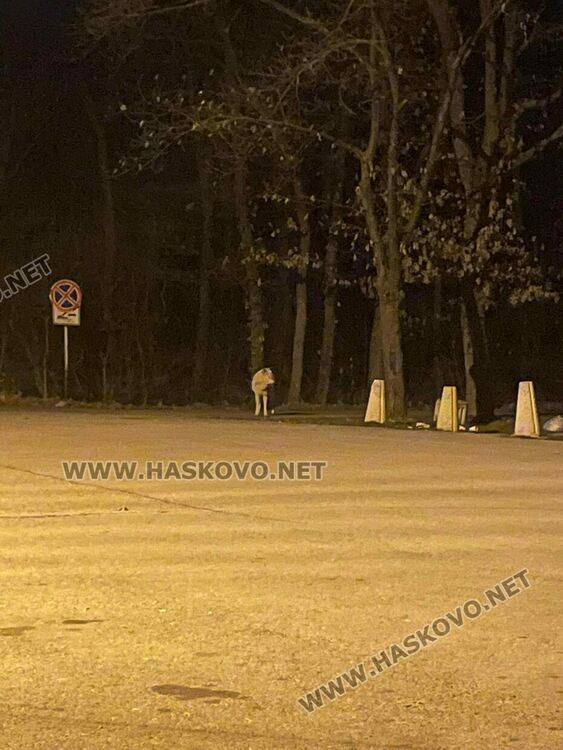 Избягалият вълк от зоопарка на Кенана е заловен