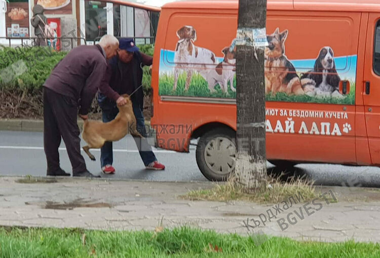 575 безстопанствени кучета са скитали в общината през миналата година,сочи преброяване