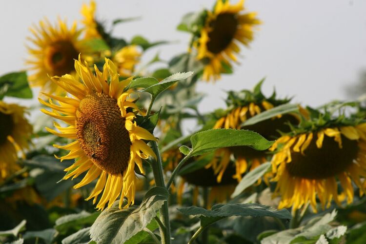 Продължава сагата с аржентинския слънчоглед: И четвъртият кораб е с наднормени пестициди